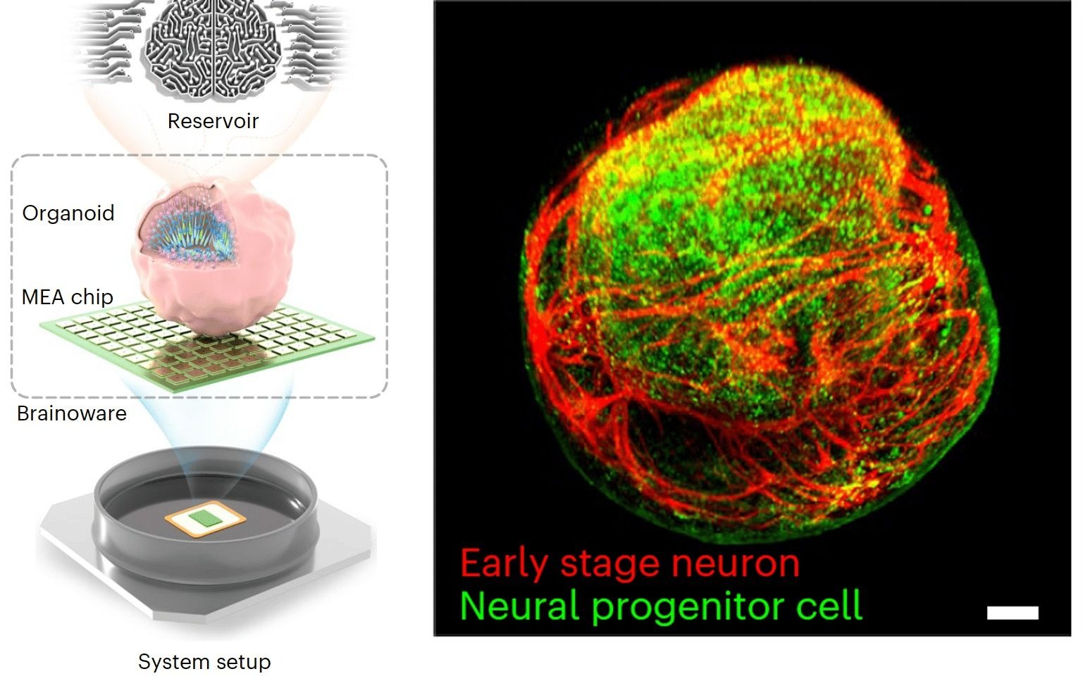 ‘Living AI’ Created Using Human Stem Cells